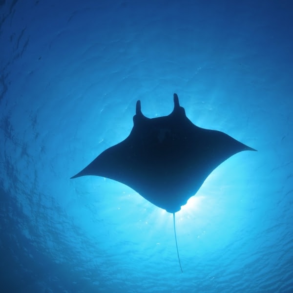 7 day Raja Ampat Manta Ray expedition on Ratu Laut liveaboard