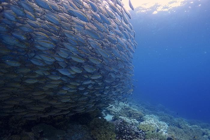 Schooling Fish