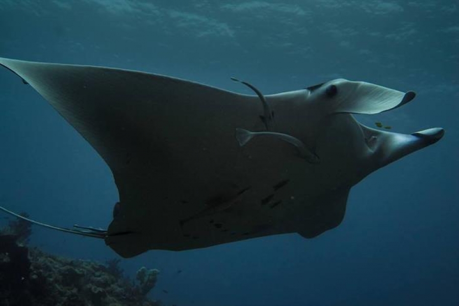 Raja Ampat - Central &amp; Northern, Pianemo (RA-24)